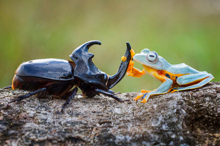 potret Katak dan Kumbang hitam yang bersahabat ini bikin senyum tipis